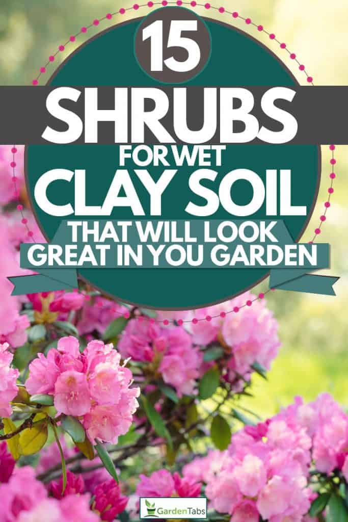 15 Shrubs for Wet Clay Soil That Will Look Enormous in 