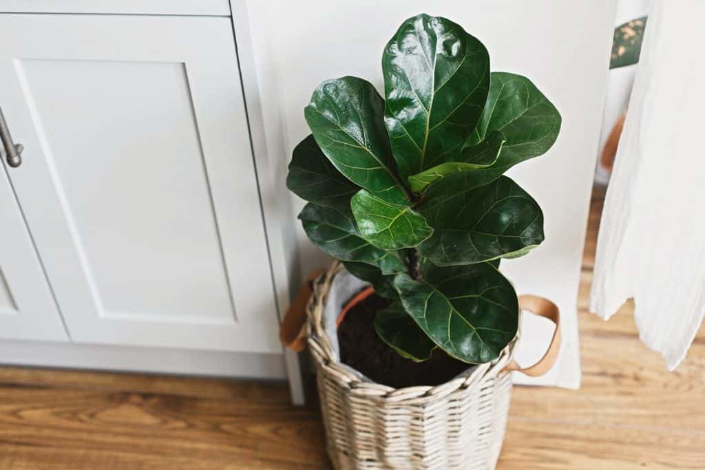 A fiddle leaf fig planted on a basket pot next to a door
