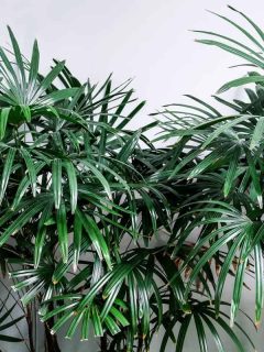 A lady palm tree photographed on a white background, 8 Indoor Trees That Require Low Light