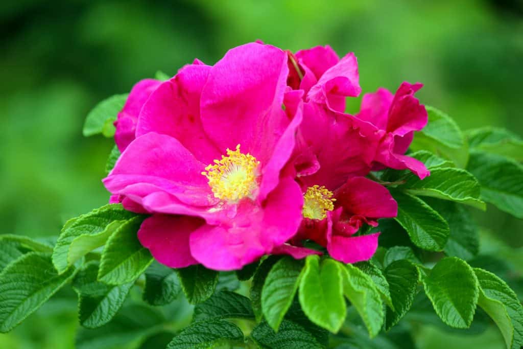 A close up shot of a blooming Rugusan Roses 
