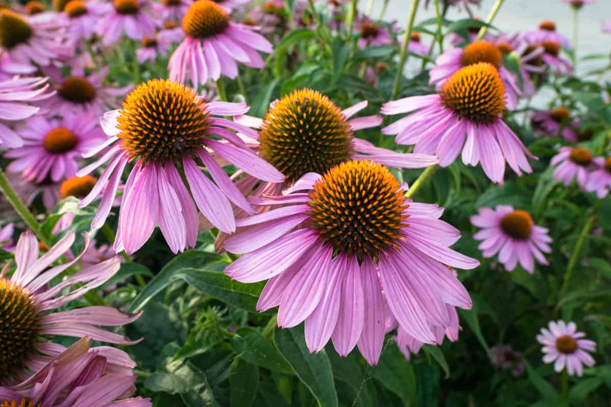A field of Coneflowers at full bloom , Flowers That Look Like Sunflowers [8 Types With Pictures]