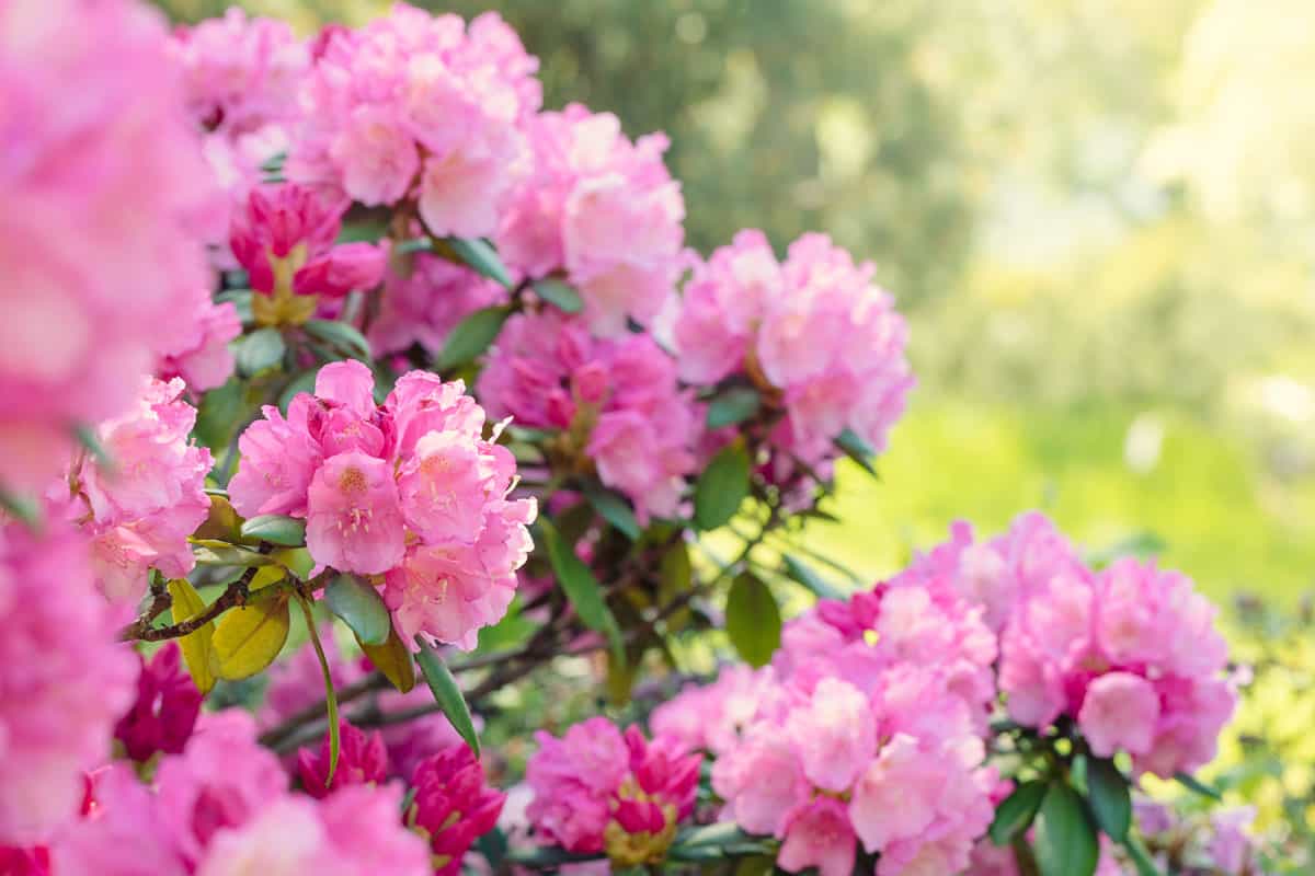 A gorgeous pink Rhododendron blooming in a garden, 15 Shrubs for Wet Clay Soil That Will Look Great in Your Garden