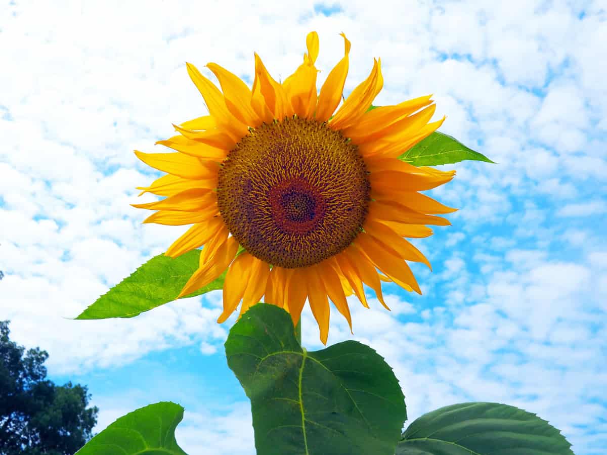 A mammoth sunflower photographed against the sky in a backyard garden in Forest, Virginia.