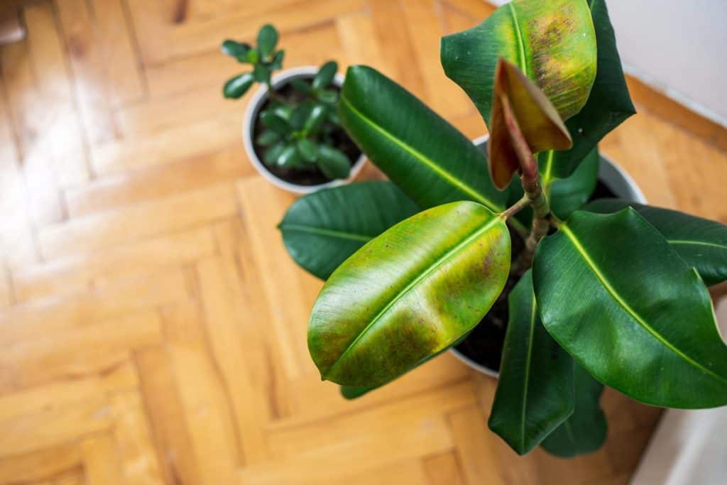 A small rubber tree planted on a white pot placed on the floor