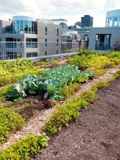 A view of a vegetable garden on the rooftop, How to Create A Rooftop Vegetable Garden?