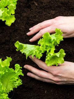 A woman planting a lettuce on fertile soil, 15 Vegetables That You Can Grow Indoors in Winter