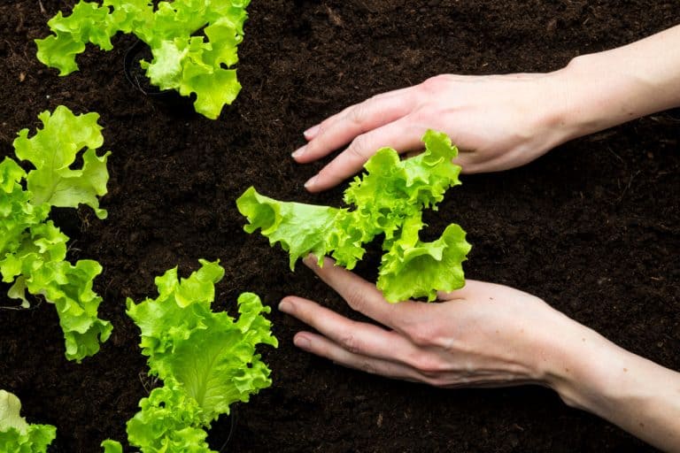 A woman planting a lettuce on fertile soil, 15 Vegetables That You Can Grow Indoors in Winter