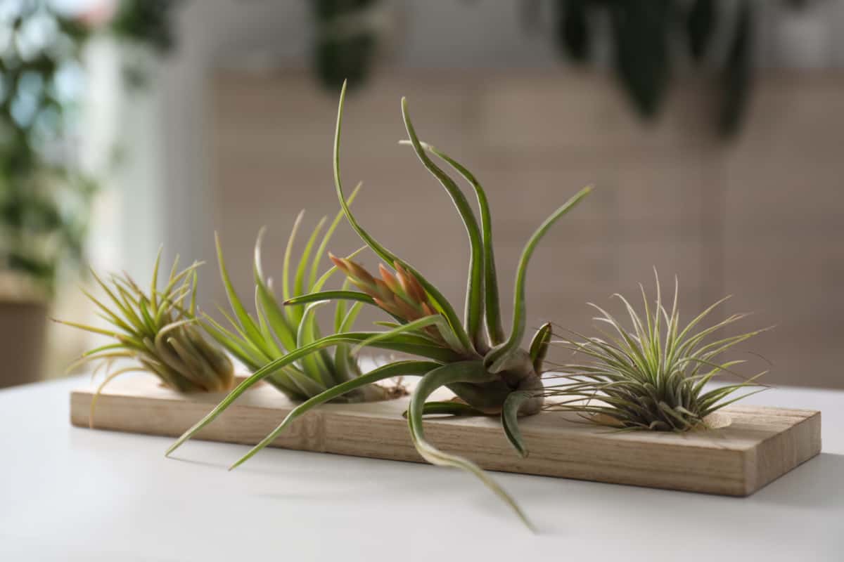 Four air plants displayed on a slab of wood