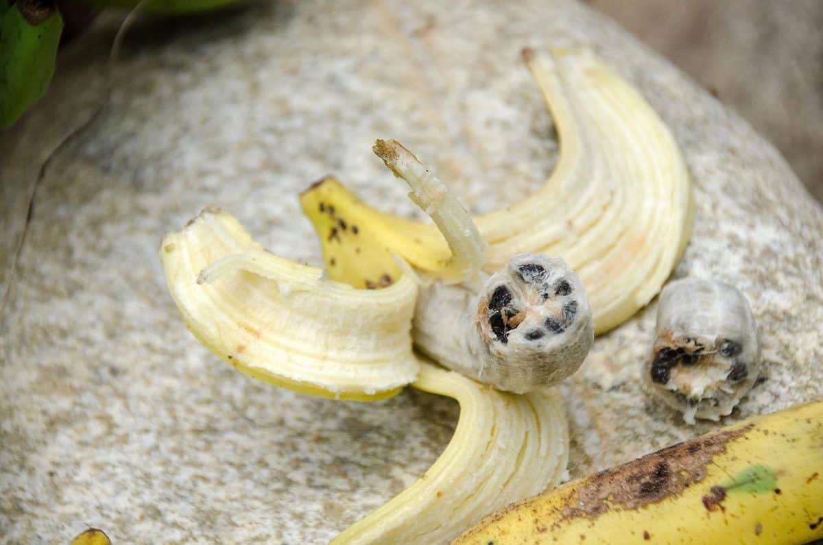 Banana on rock in the wild