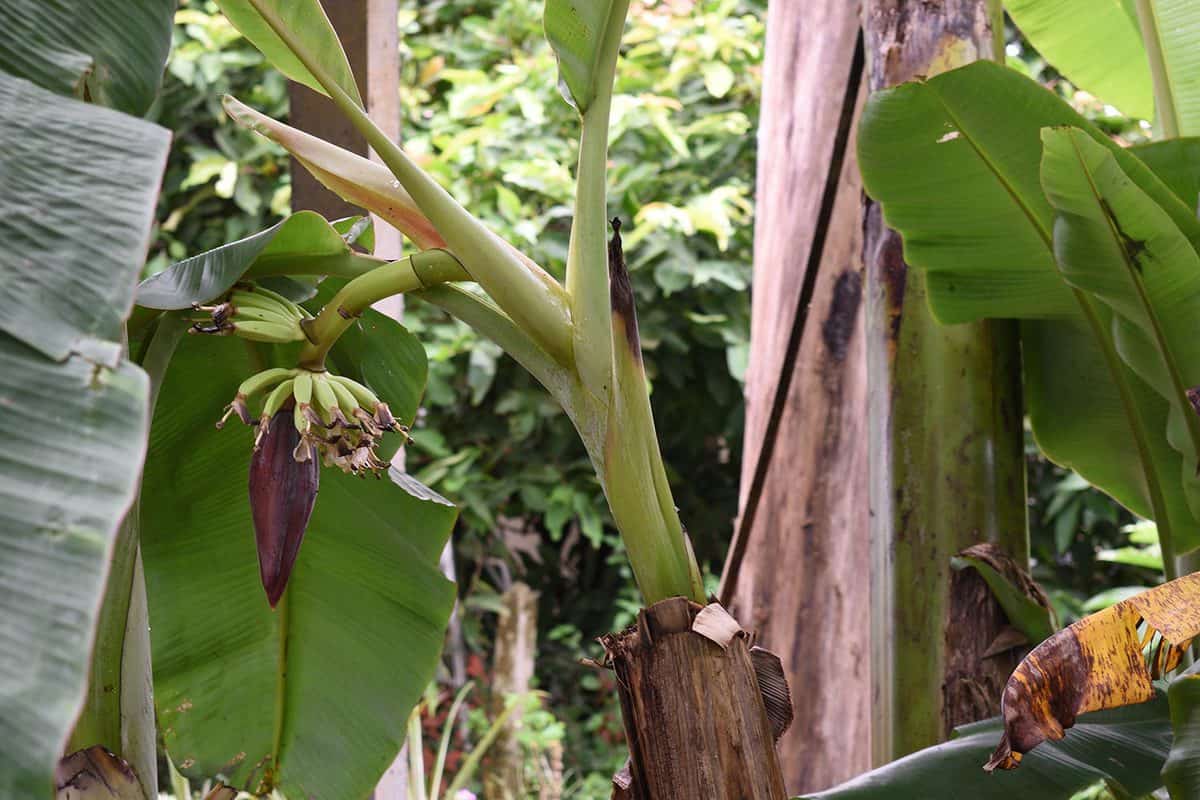 Banana shoots grow and are able to produce fruit from pruned stems