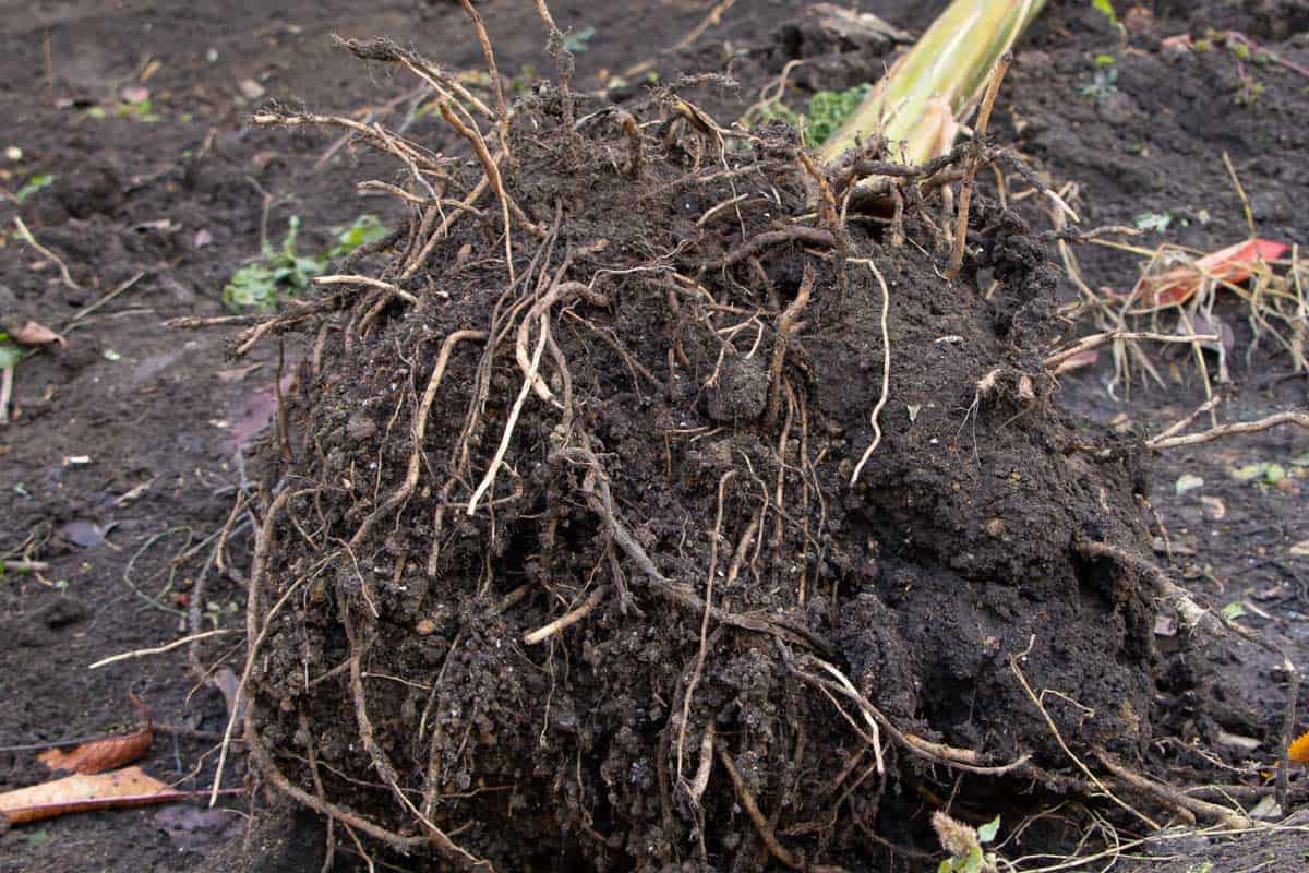Banana tree roots close up, planting a banana plant concept. How Deep Are the Roots of a Banana Tree?