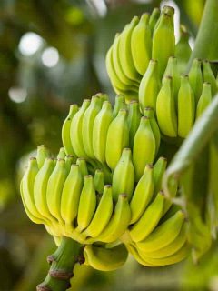 Banana tree with bunch of growing ripe green bananas, How Do I Get My Banana Tree to Produce Fruit?