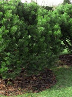 Beautiful large, dwarf mountain pine, pinus mugo in the garden, What’s the Best Ground Cover Under Pine Trees?