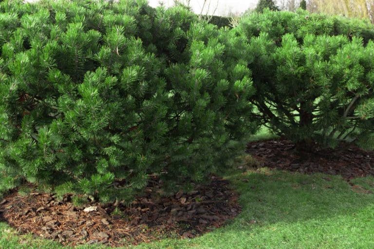 Beautiful large, dwarf mountain pine, pinus mugo in the garden, What’s the Best Ground Cover Under Pine Trees?