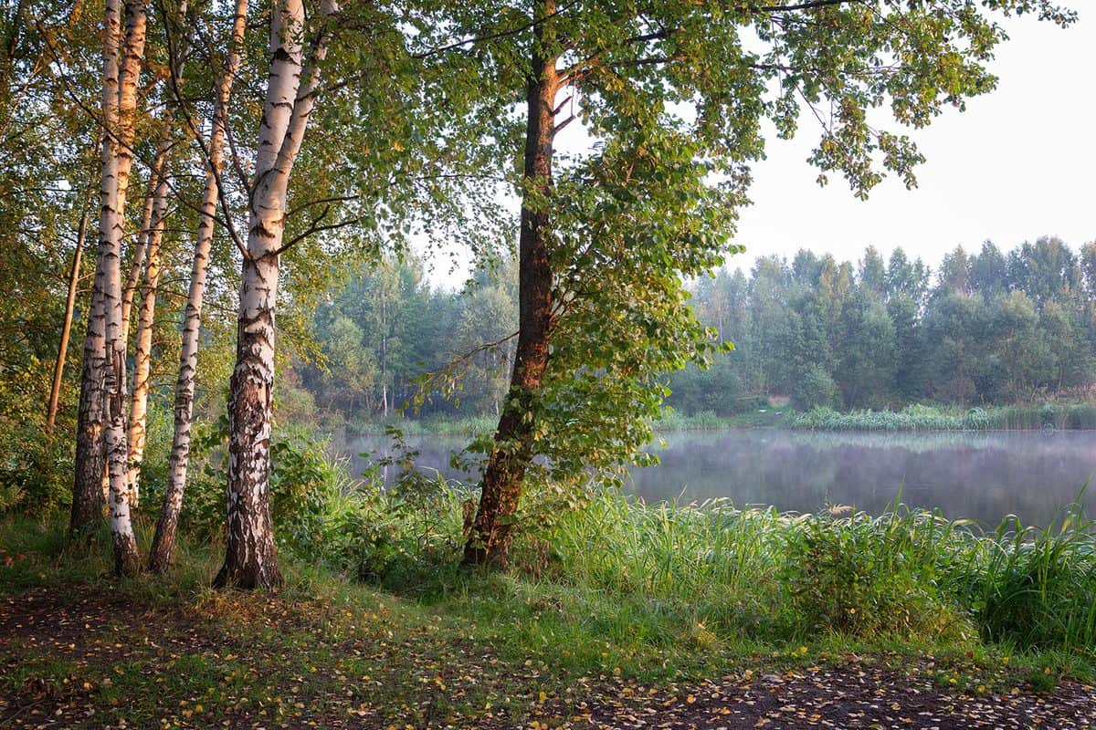 Birch trees on a foggy September morning by the lake