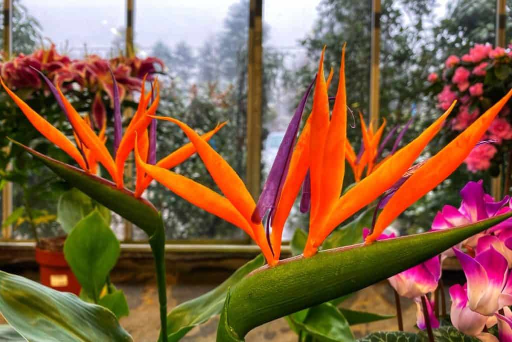 Birds of paradise plant photographed inside a house