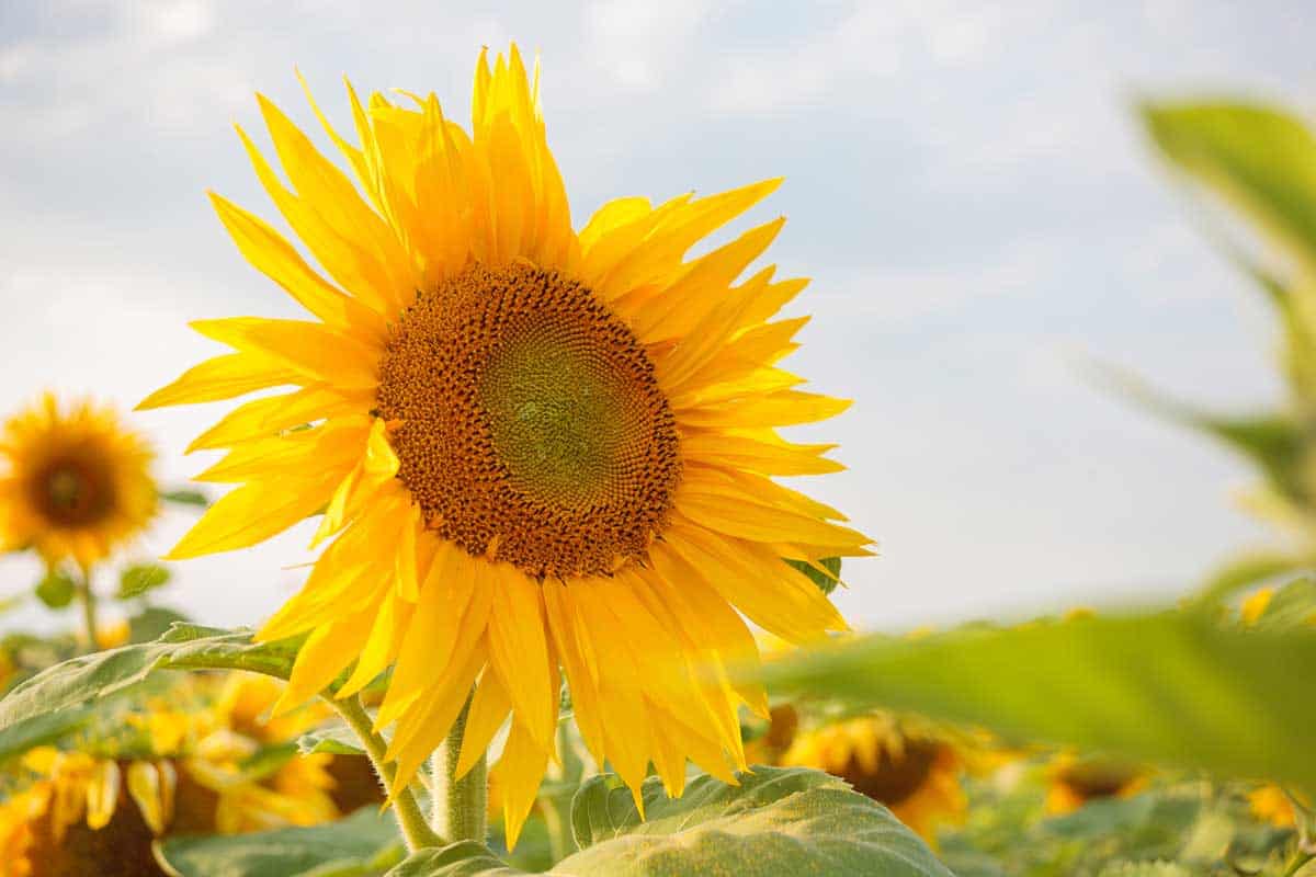 Bright ripe flowers of sunflowers in the field at sunset, What’s the Best Soil for Sunflowers?