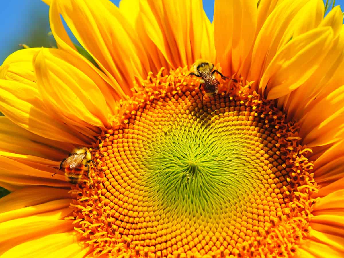 Bumble bee taking nectar from mammoth Sunflower on summer day in backyard garden