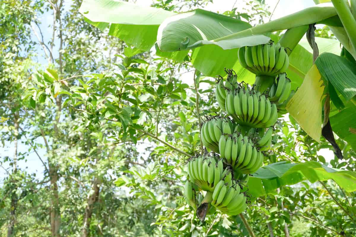 Bunch of organic raw green banana on banan tree and its leaves. Cultivated banana 