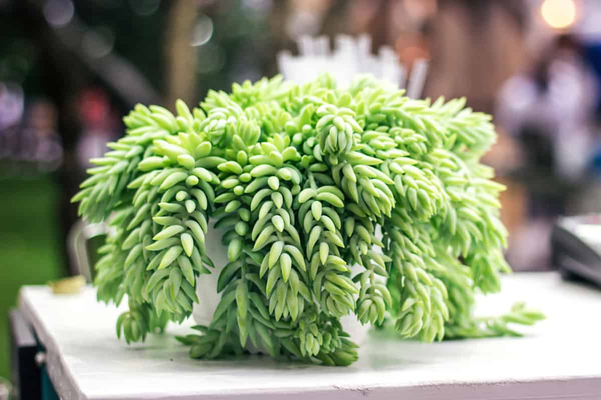 Burro's tail overflowing in a pot