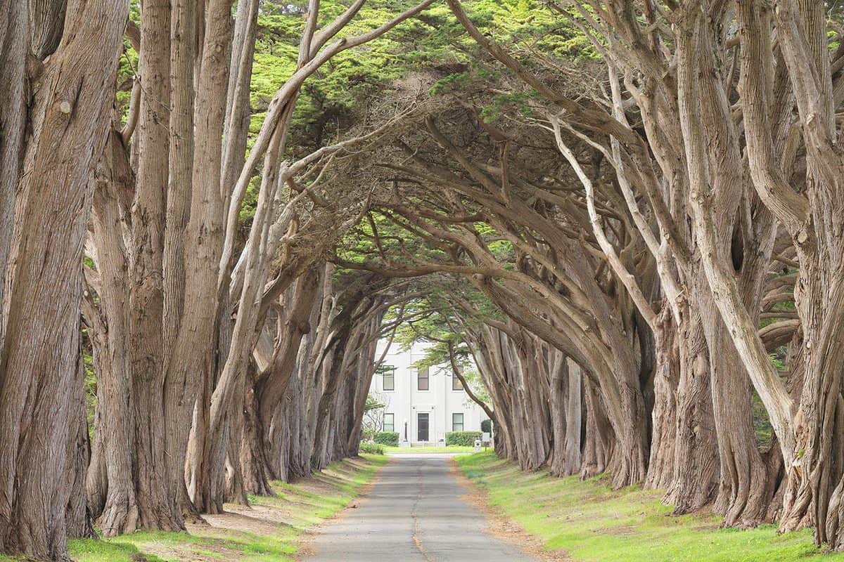 Canopy of monterey cypress trees arching over a narrow road