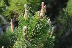 Read more about the article Mugo Pine Tree Care Guide For Beginners
