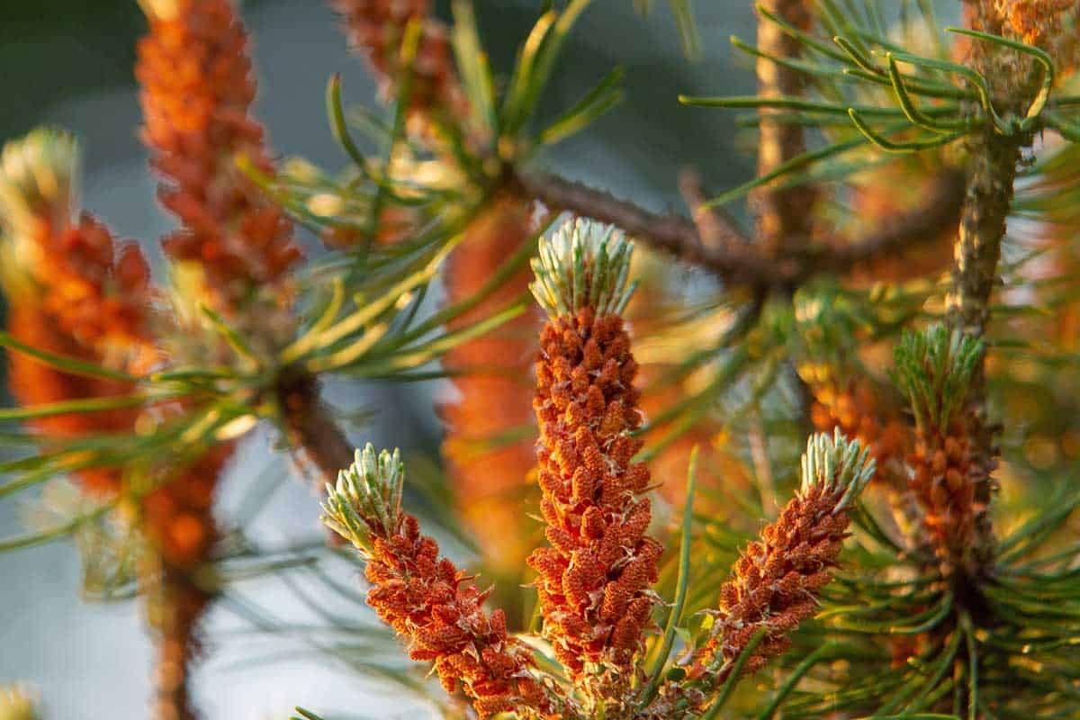 Close up of inflorescences of pine in a garden, What Do Pine Tree Flowers Look Like?