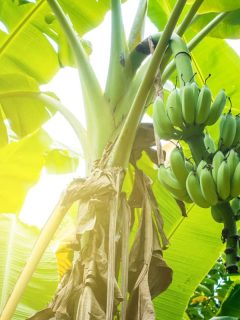 Close up shot of a banana tree bearing fruit on a hot day, Does A Banana Tree Need Full Sun?