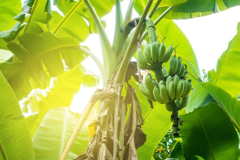 Close up shot of a banana tree bearing fruit on a hot day, Does A Banana Tree Need Full Sun?