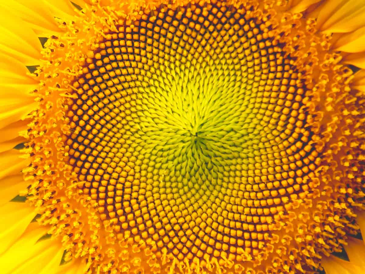 Closeup natural beautiful center of sunflower background or wallpaper.