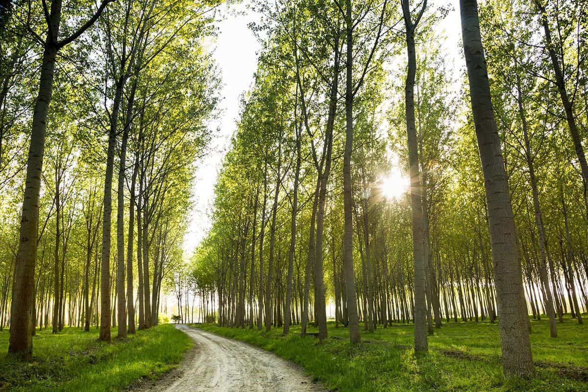 Curving dirt road through cultivated poplar trees