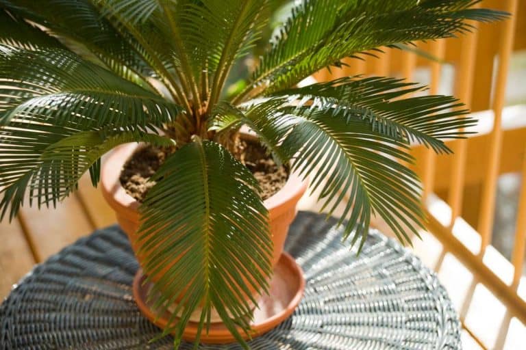 Cycas revoluta also known as Sago Palm in a pot on a balcony table, 8 Palm Trees That Stay Small [Great Houseplants Options!]