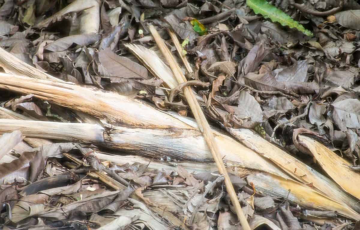 Dead banana tree and dry leaves can be the nature