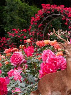 Different rose color in the garden with deer, Do Deer Eat Roses? [and How to Keep Them Away From Your Garden]