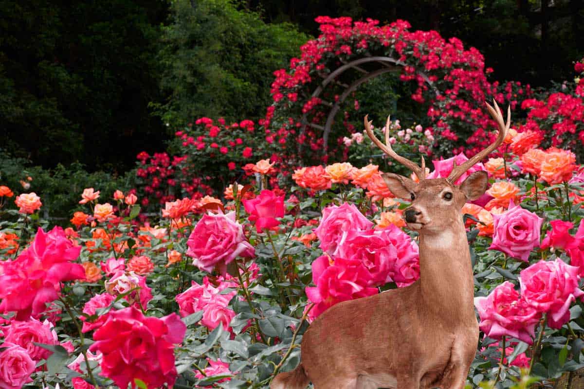 Do Deer Eat Roses And How To Keep, How To Keep Deer Out Of Your Rose Garden