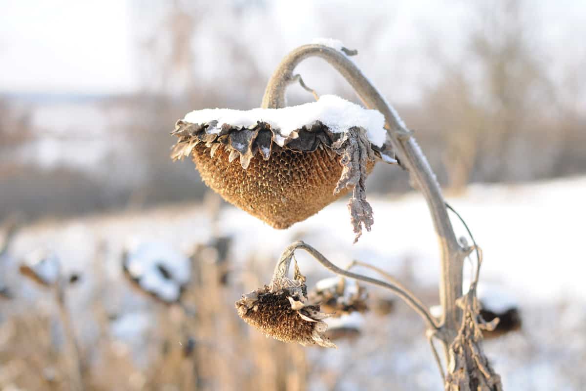 Dried sunflower heads in winter