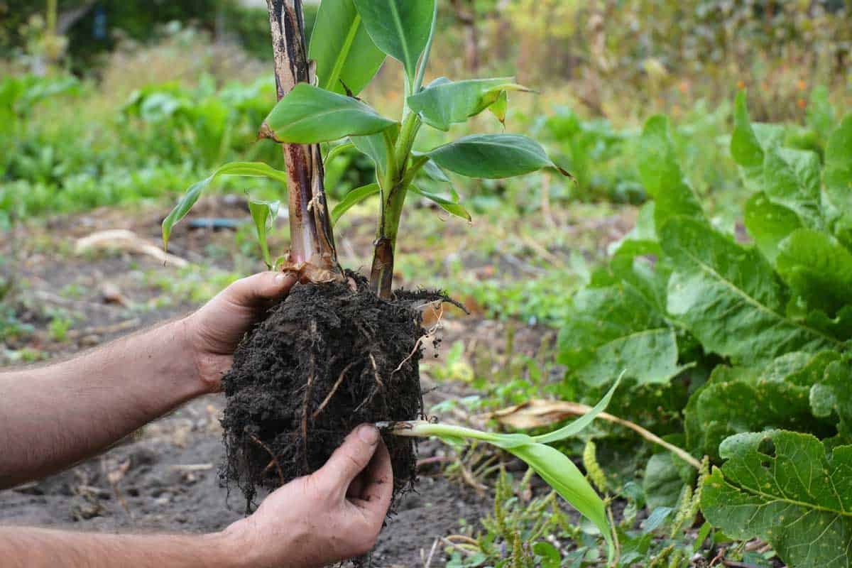 Florist Transplant Small Banana Tree. How Deep Are the Roots of a Banana Tree?