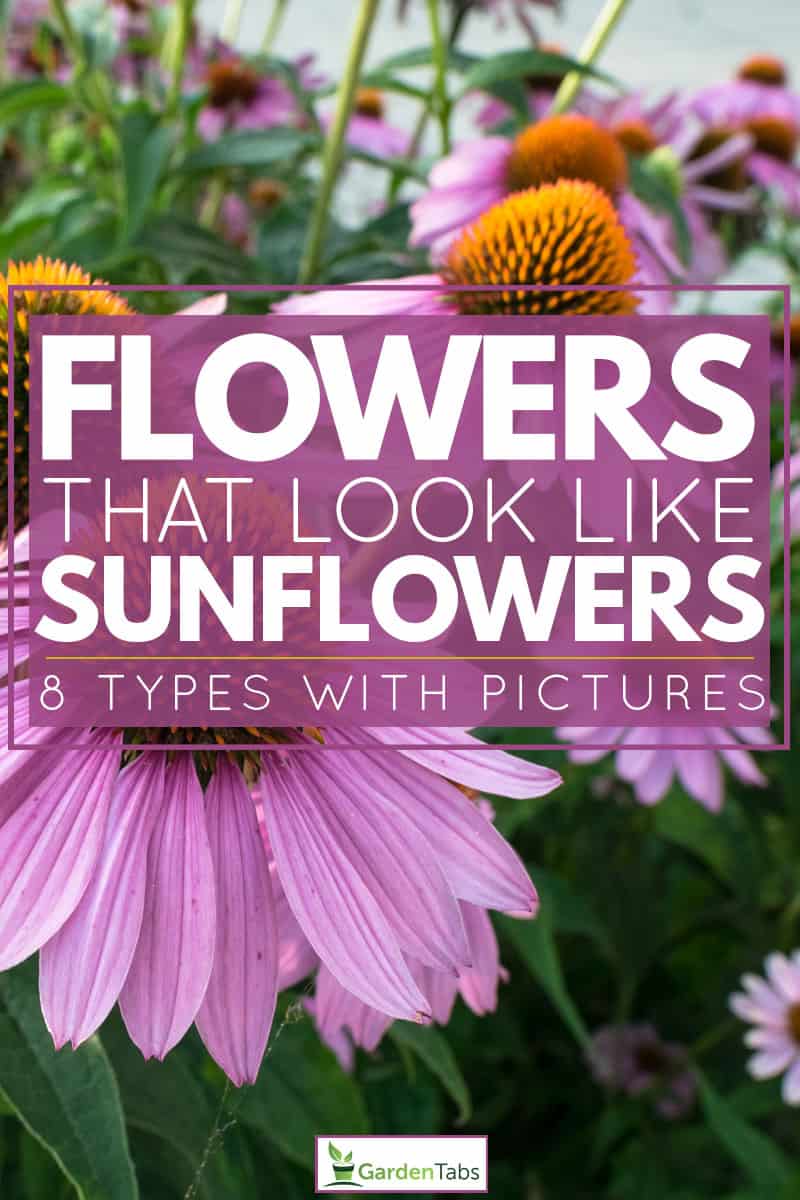 Flowers That Look Like Sunflowers [8 Types With Pictures]