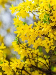 Forsythias also known as Easter Tree on a bright sunny day, 10 Yellow Flowering Trees and Shrubs