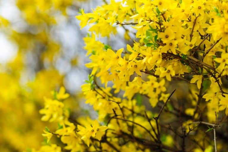 Forsythias also known as Easter Tree on a bright sunny day, 10 Yellow Flowering Trees and Shrubs