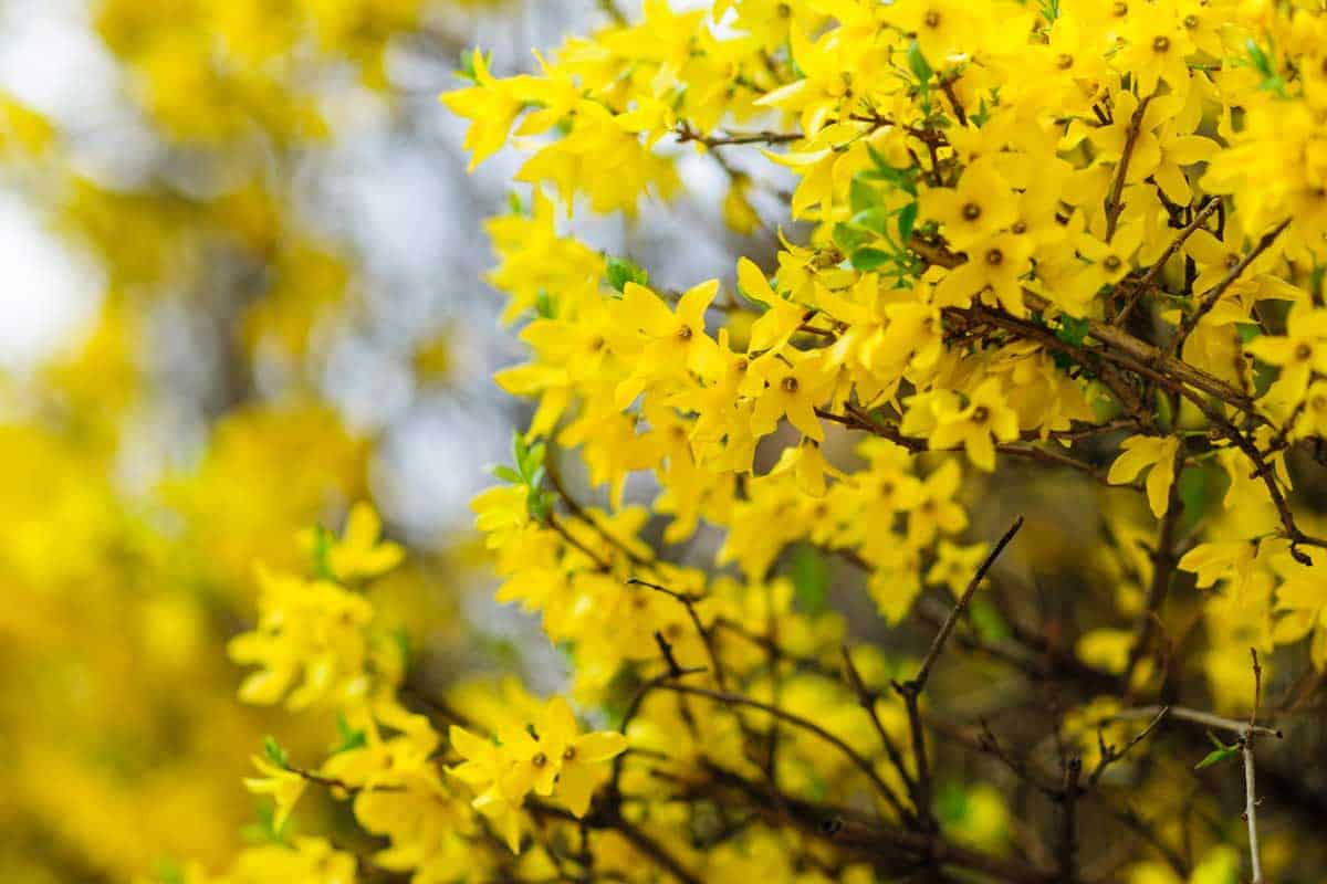 50 Yellow Flowering Trees 60 MM 