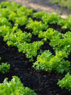 Green lettuce growing in the vegetable garden, 11 Edible Plants That Grow Fast [Healthy & Yummy!]