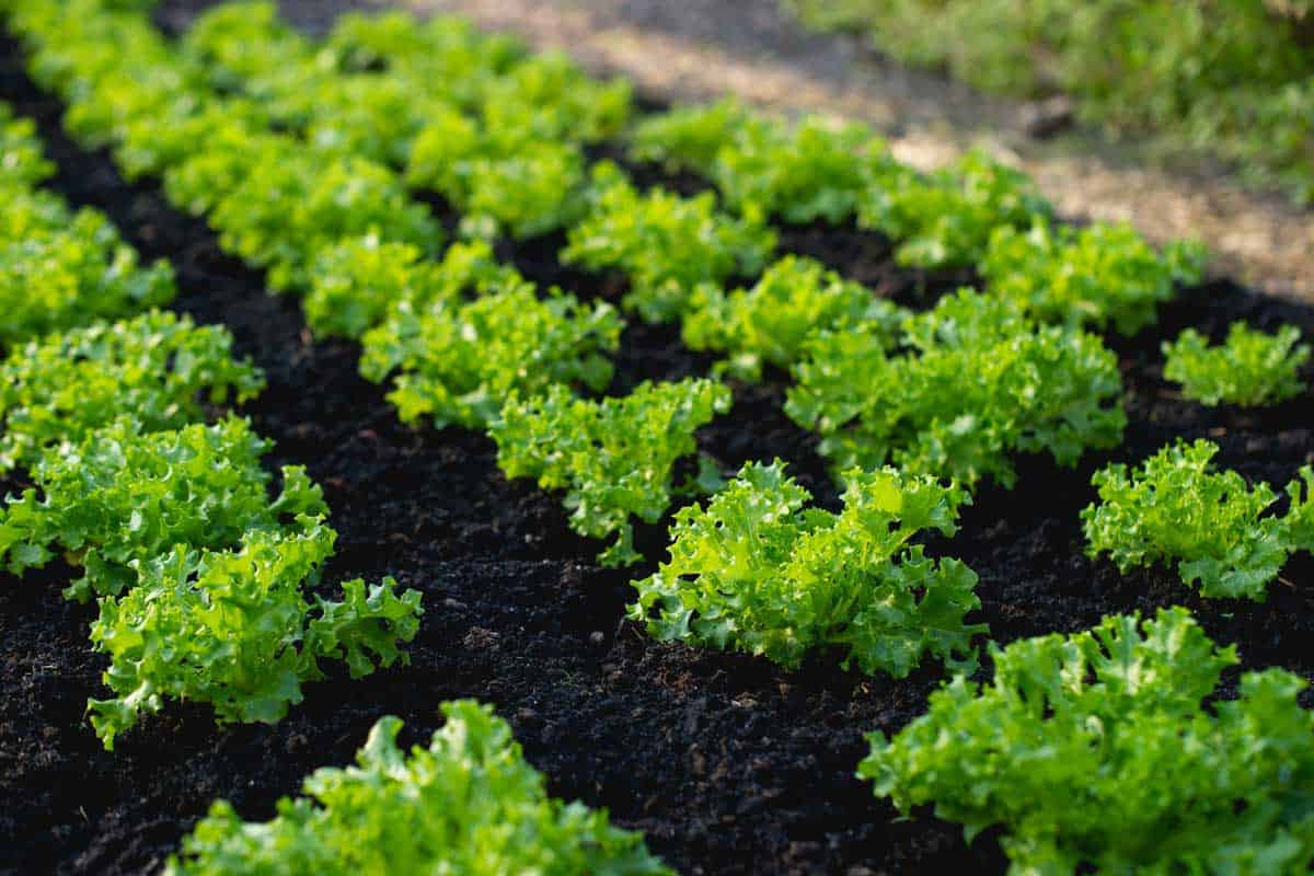 Green lettuce growing in the vegetable garden, 11 Edible Plants That Grow Fast [Healthy & Yummy!]