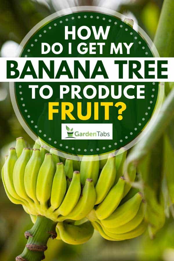 Banana tree with bunch of growing ripe green bananas, How Do I Get My Banana Tree to Produce Fruit?