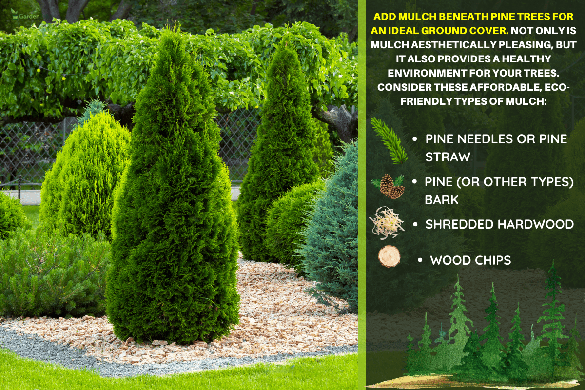 Landscaping of a backyard garden with evergreen conifers and thuja by yellow stone mulch in a summer greenery park with decorative landscape design, nobody. - 4 Best Ground Covers (Mulch) To Put Under Pine Trees