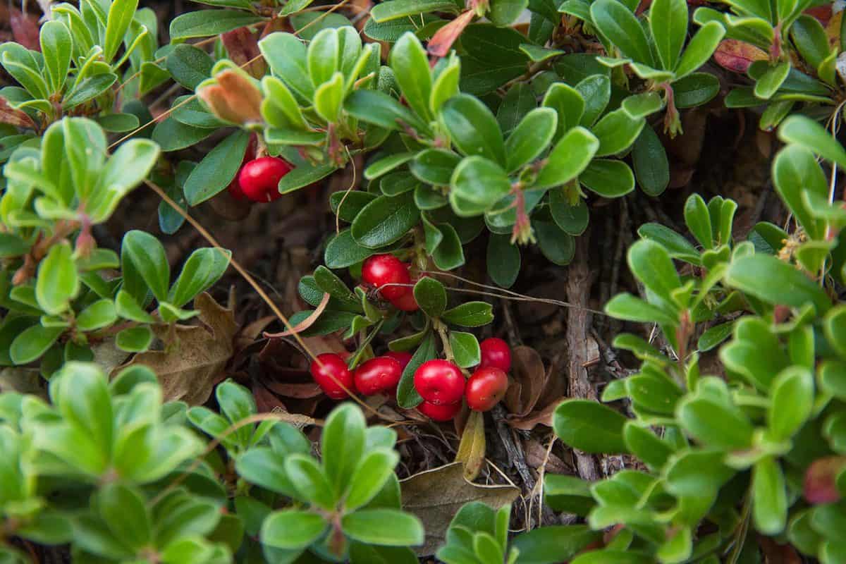 Leaves and ripe berries of bearberry
