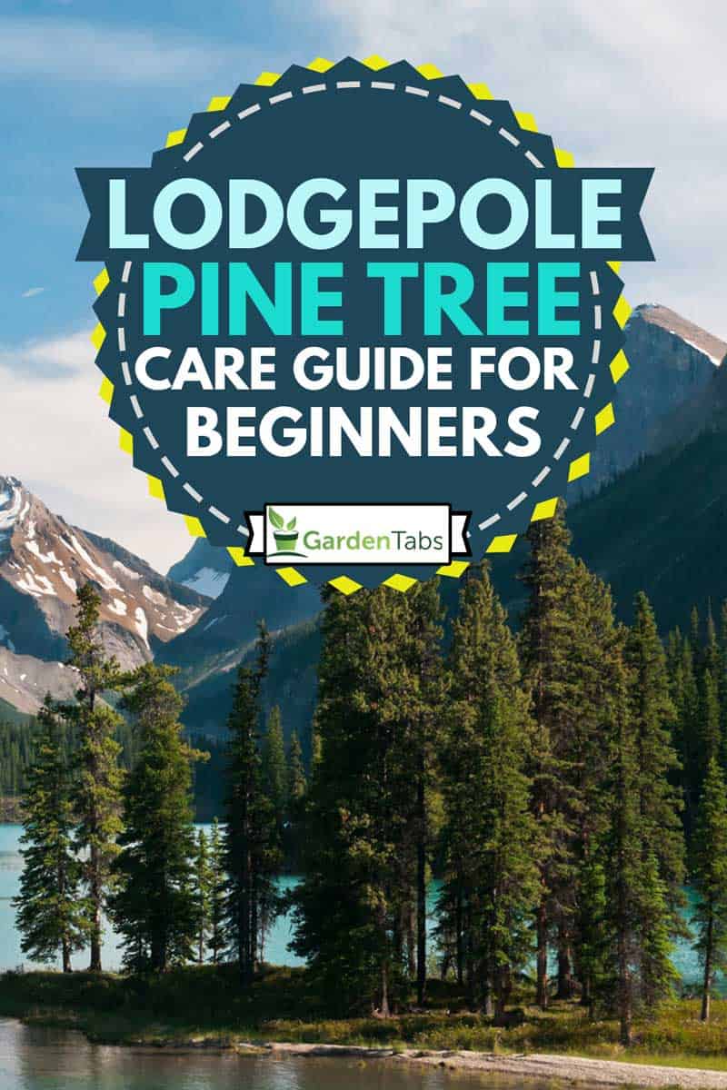 Lodgepole Pine Tree in Spirit Island, Maligne Lake, Lodgepole Pine Tree Care Guide for Beginners