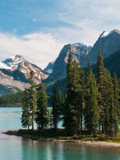 Lodgepole Pine Tree in Spirit Island, Maligne Lake, Lodgepole Pine Tree Care Guide for Beginners