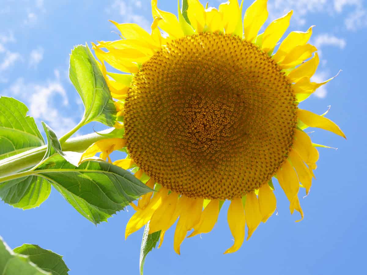 Mammoth sunflower with sunlit petals against a bright blue sky.
