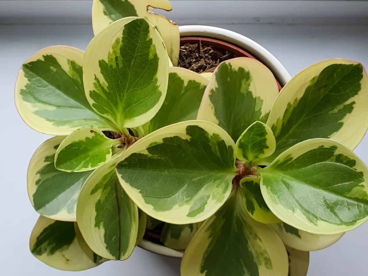 variegated Peperomia obtusifolia